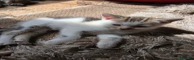 Mixed Breed Kitten 4