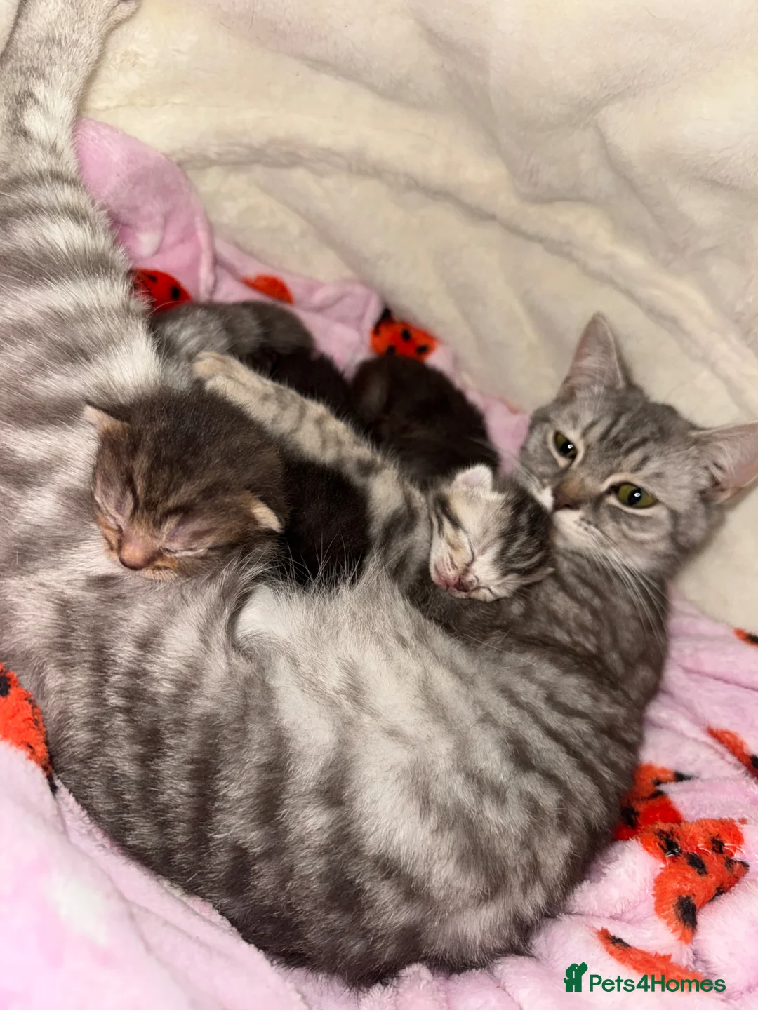 British Shorthair cats for sale: 3 MALES - British Shorthair/Bengal Tabby Kittens - Advert 12