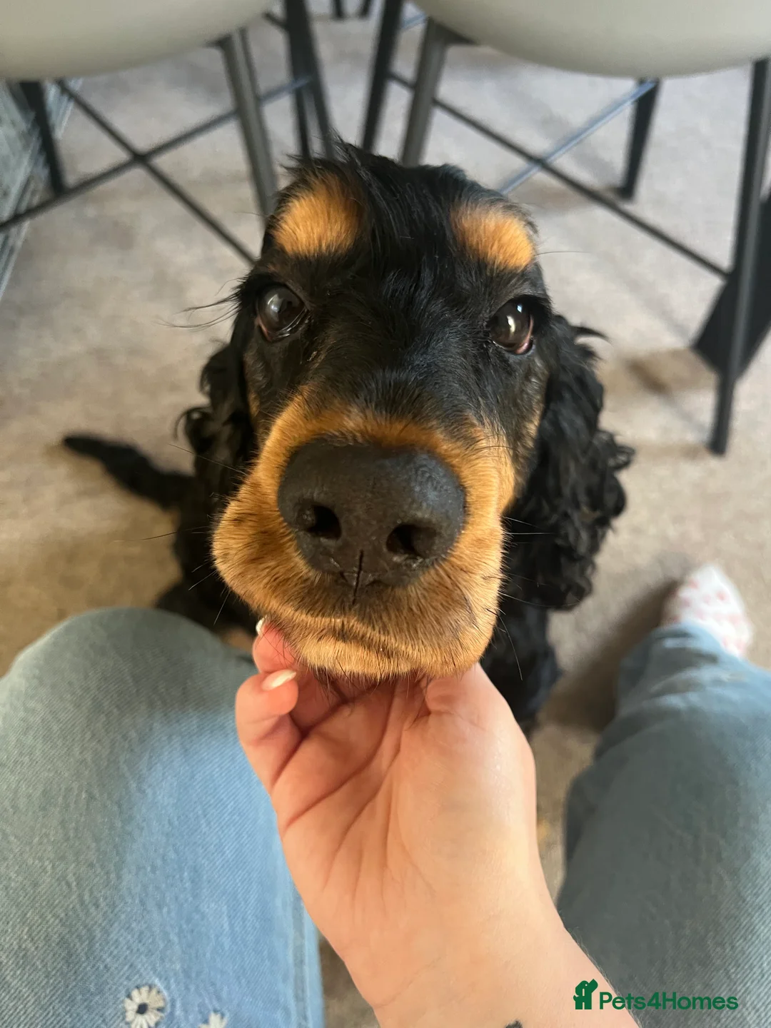 Cocker Spaniel dogs for sale: Beautiful Boy looking for forever home - Advert 5