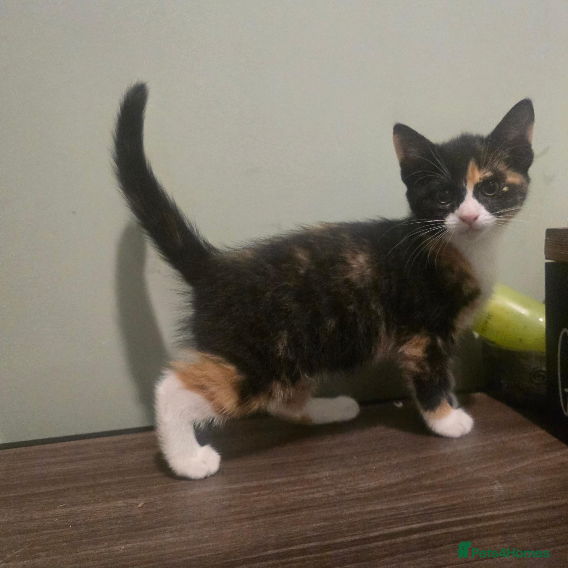 Mixed Breed cats 4 Gorgeous Kittens ( Price Varies)  - Advert 4