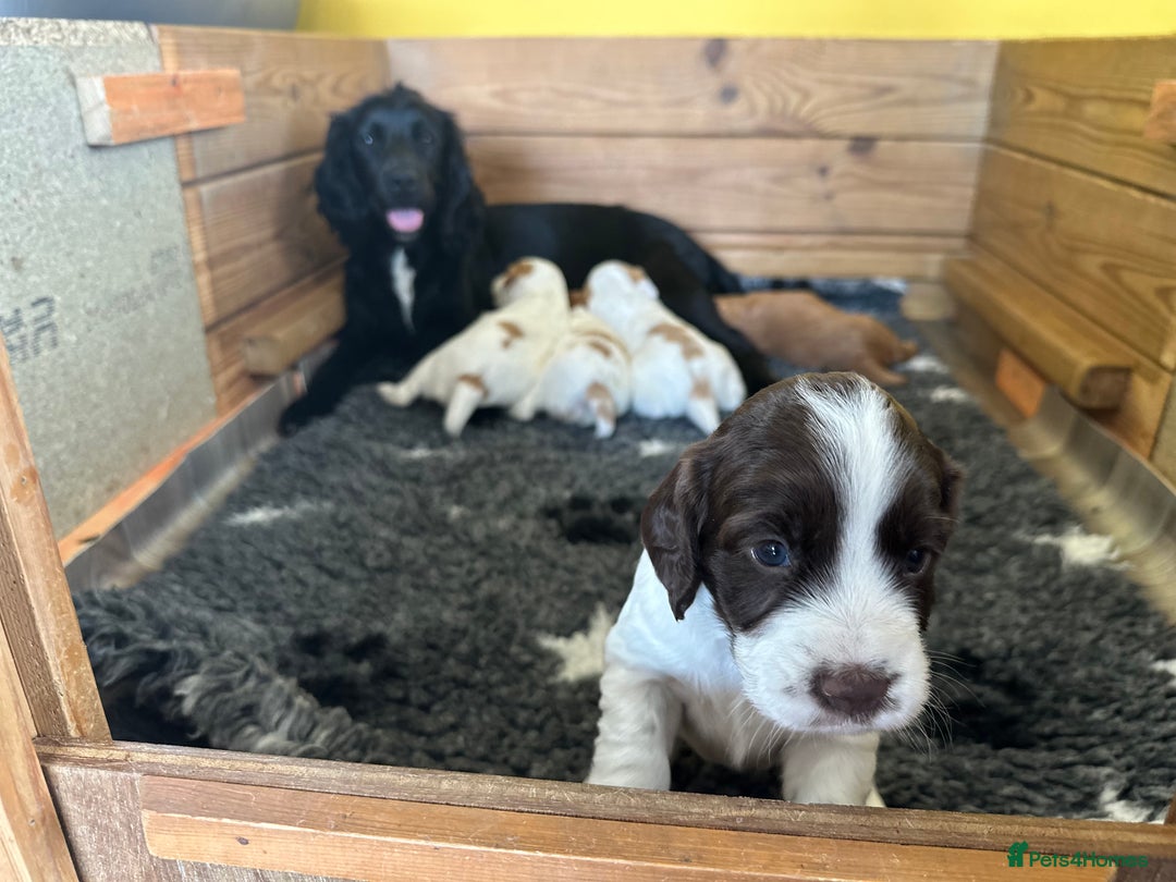 Cocker Spaniel dogs for sale: Farm Bred - Docked - Working Cocker Pups in Peterborough - Image 14