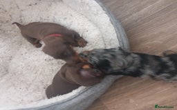 Miniature Dachshund dogs for sale: Miniature dachshund  - Image 15