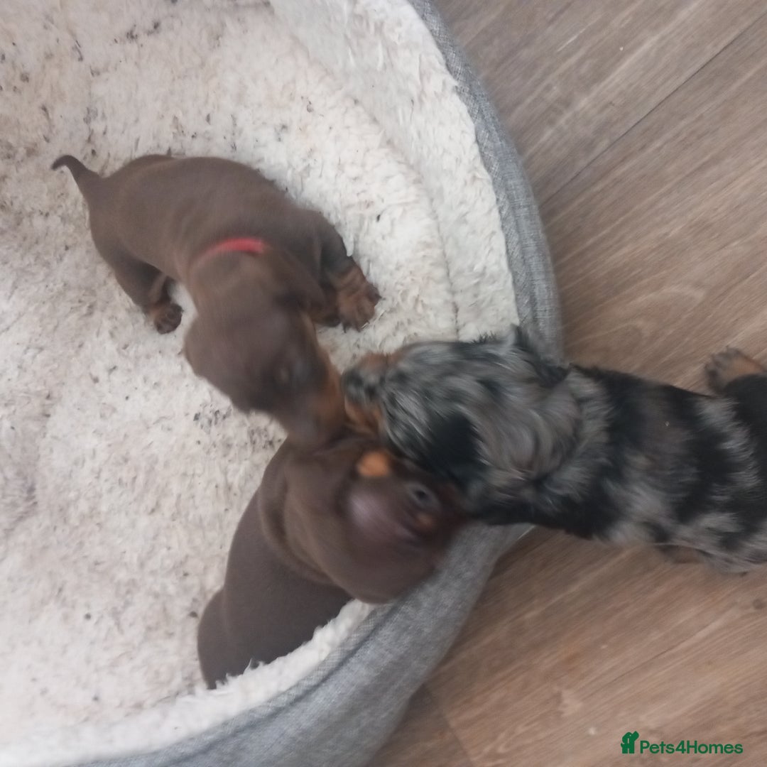 Miniature Dachshund dogs for sale: Miniature dachshund  - Image 15