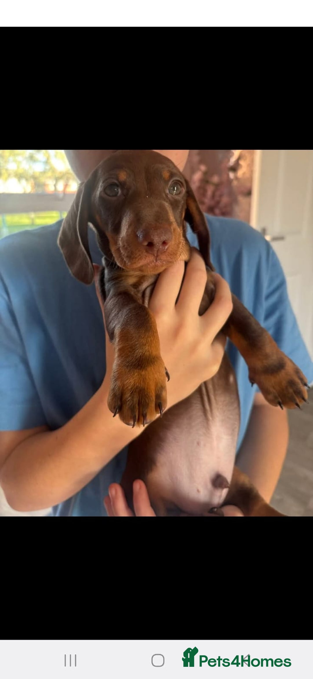 Dachshund dogs for sale: Miniature Dashound  - Advert 3
