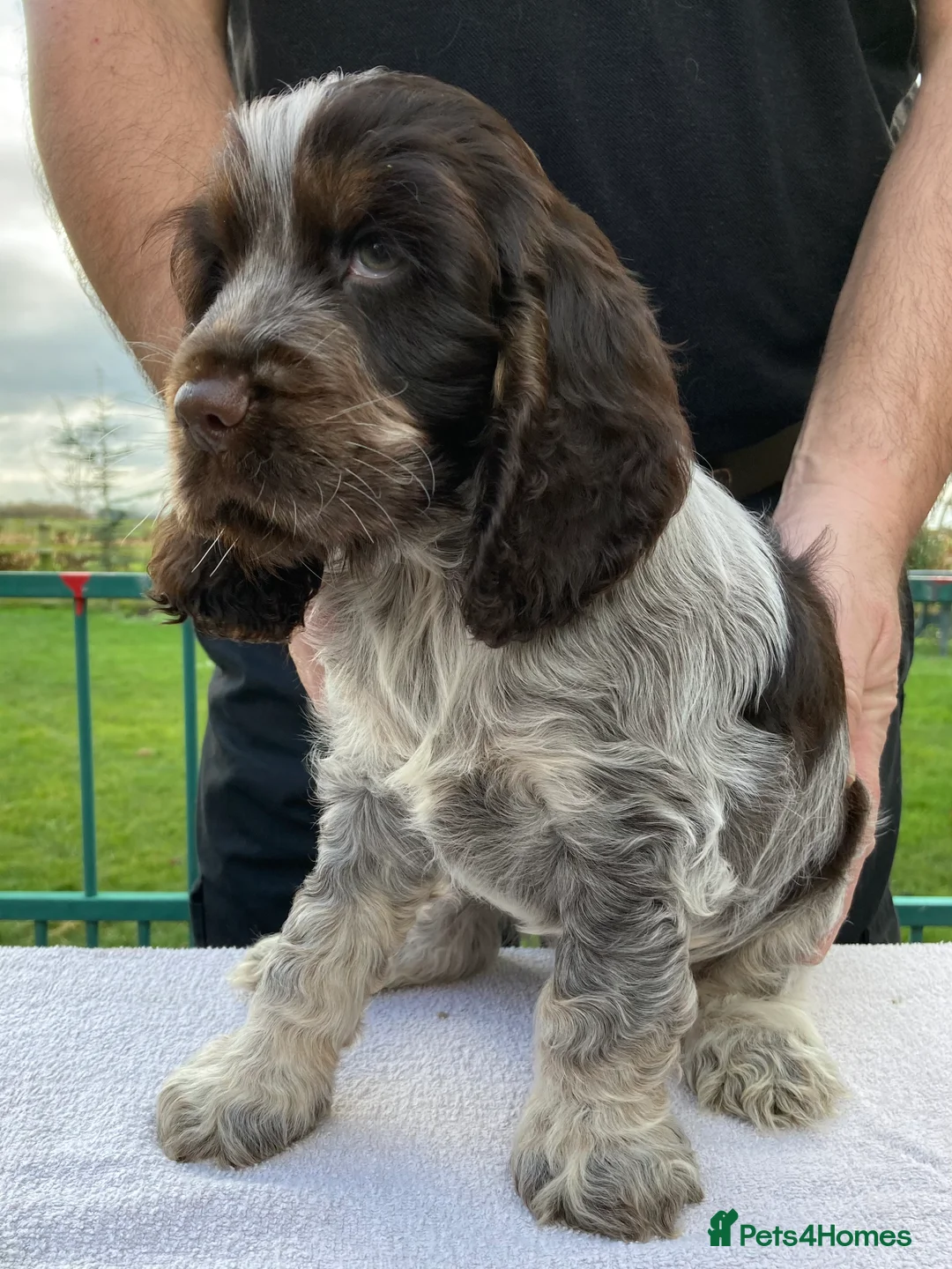 Cocker Spaniel dogs for stud: KC ‘Best Practice’ Health 🐾Show 🐾180+ pups born in Preston - Advert 12