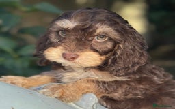 Cockapoo dogs for sale: Fabulously bred cockapoos  - Image 6
