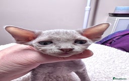 Devon Rex cats for sale: 5 fluffy beautiful Lilac Devon Rex babies!!!😻 - Image 3