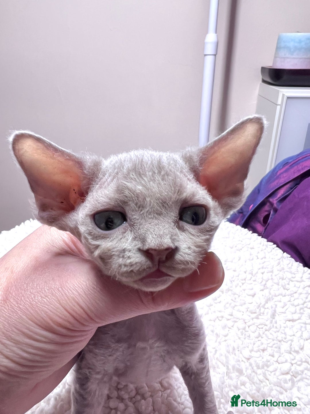 Devon Rex cats for sale: 5 fluffy beautiful Lilac Devon Rex babies!!!😻 - Image 3