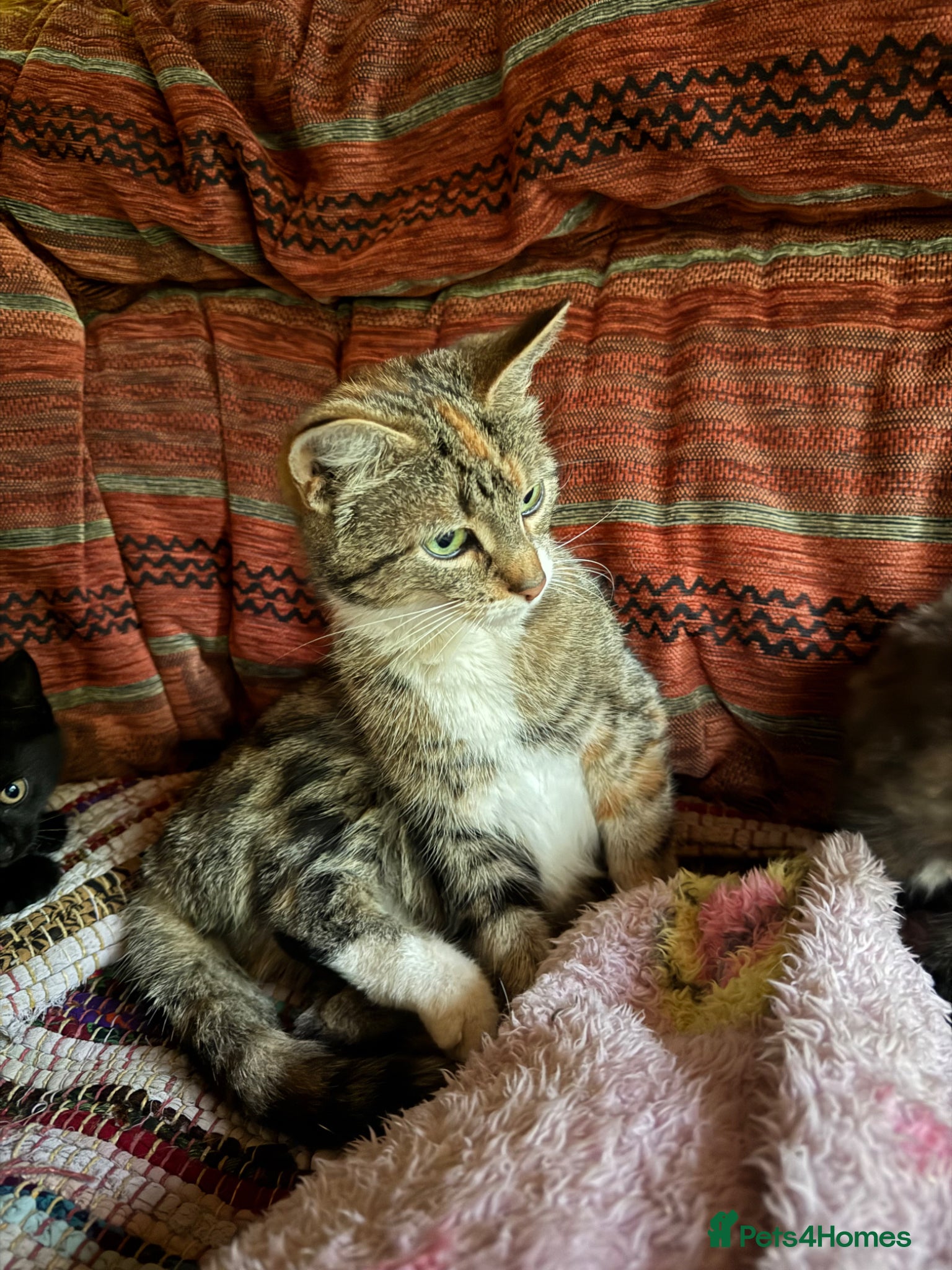 Mixed Breed cats for sale: Beautiful fluffy kittens  - Advert 5
