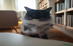 Maine Coon cats for sale: Maine coon x Norwegian forest  - Image 1