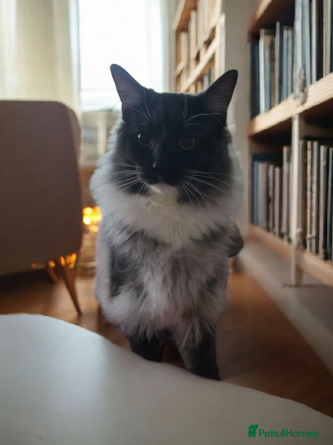 Maine Coon cats for sale: Maine coon x Norwegian forest  - Image 1