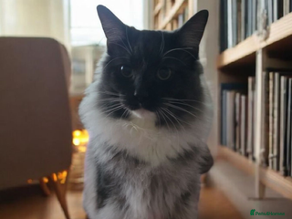 Maine Coon cats - Advert 1