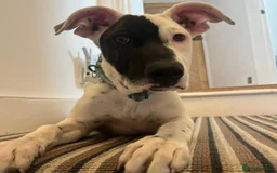 Mixed Breed dogs for adoption: Pika (Shepherd/Staffie mix) - Image 5