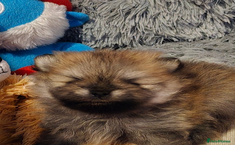 Pomeranian dogs - Advert 5