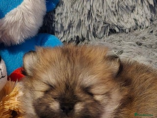 Pomeranian dogs - Advert 30