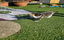 Mixed Breed cats for sale: Kittens  - Image 4