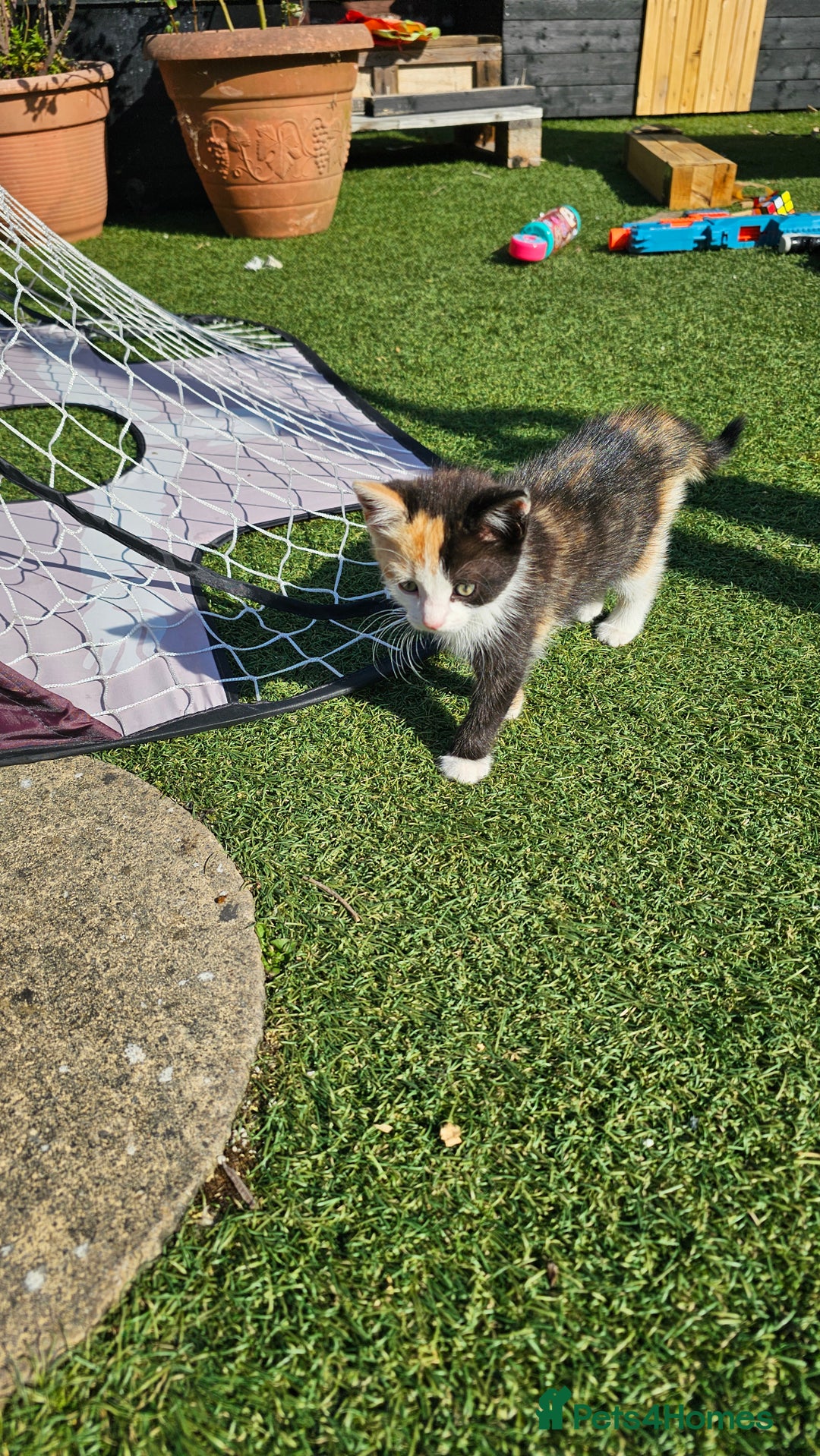 Mixed Breed cats for sale: Kittens  - Image 4