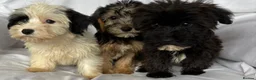 Mixed Breed dogs for sale: Sealyham X Poodle Puppies  - Advert 20