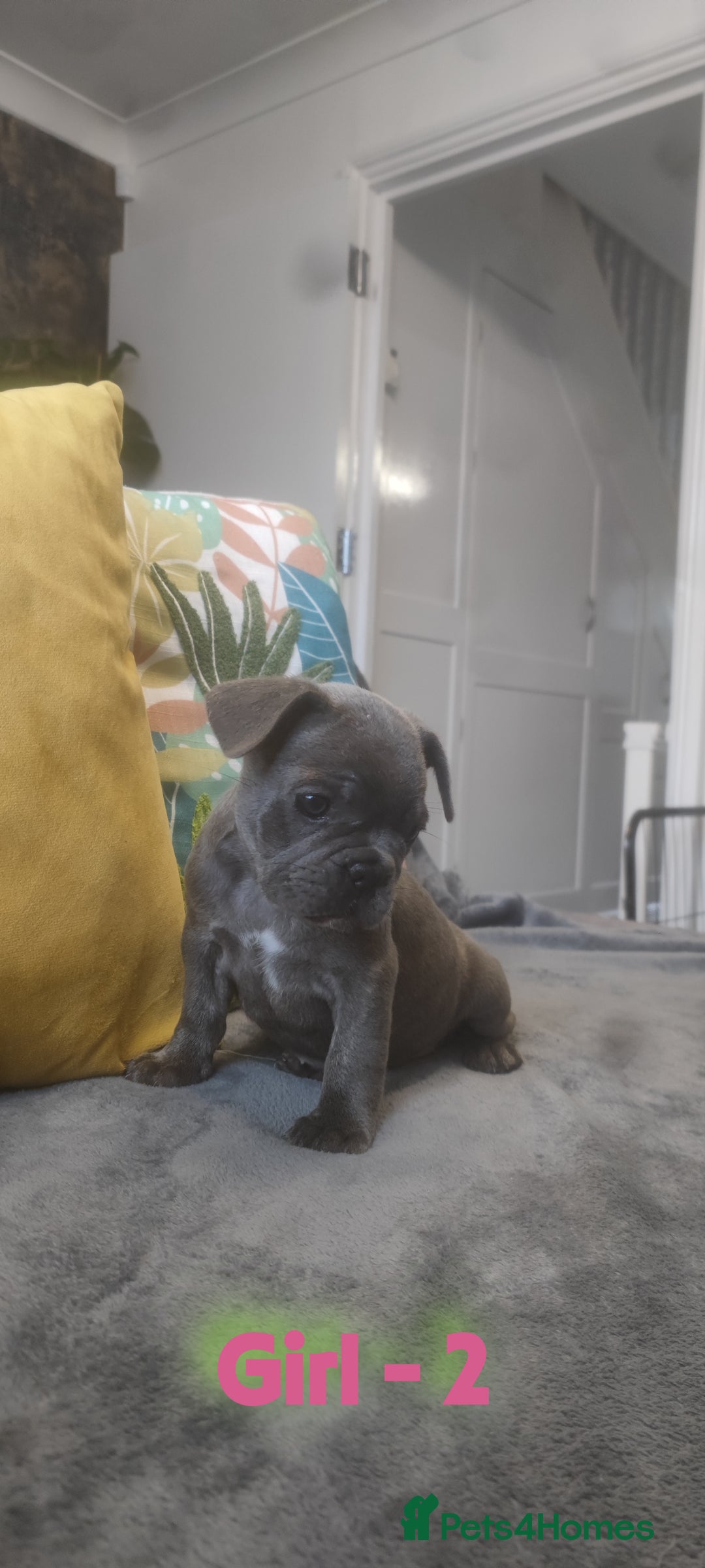 French Bulldog dogs for sale: 3 Girls - 2 Boys Frencbulldog Puppies - Image 11