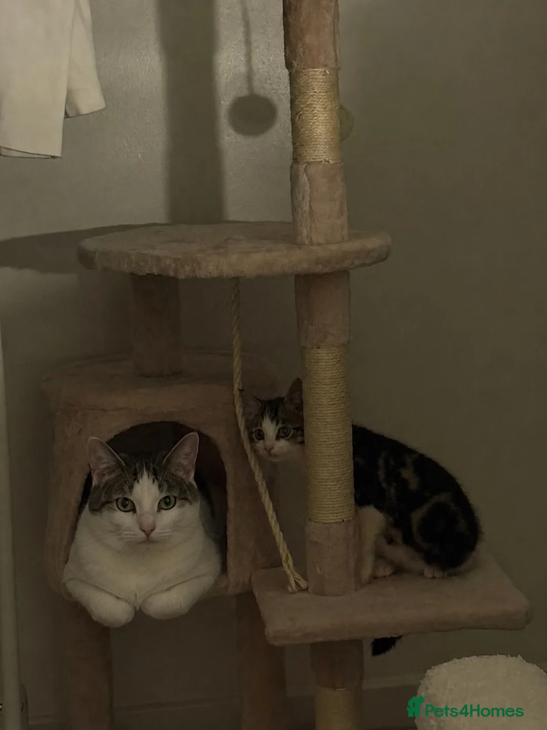 Mixed Breed cats for sale: Princess - Advert 6