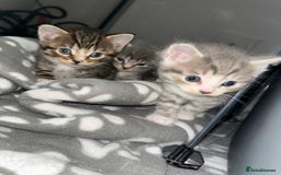 Domestic Shorthair cats for sale: Grey & White Tabby (DSH)  - Image 5