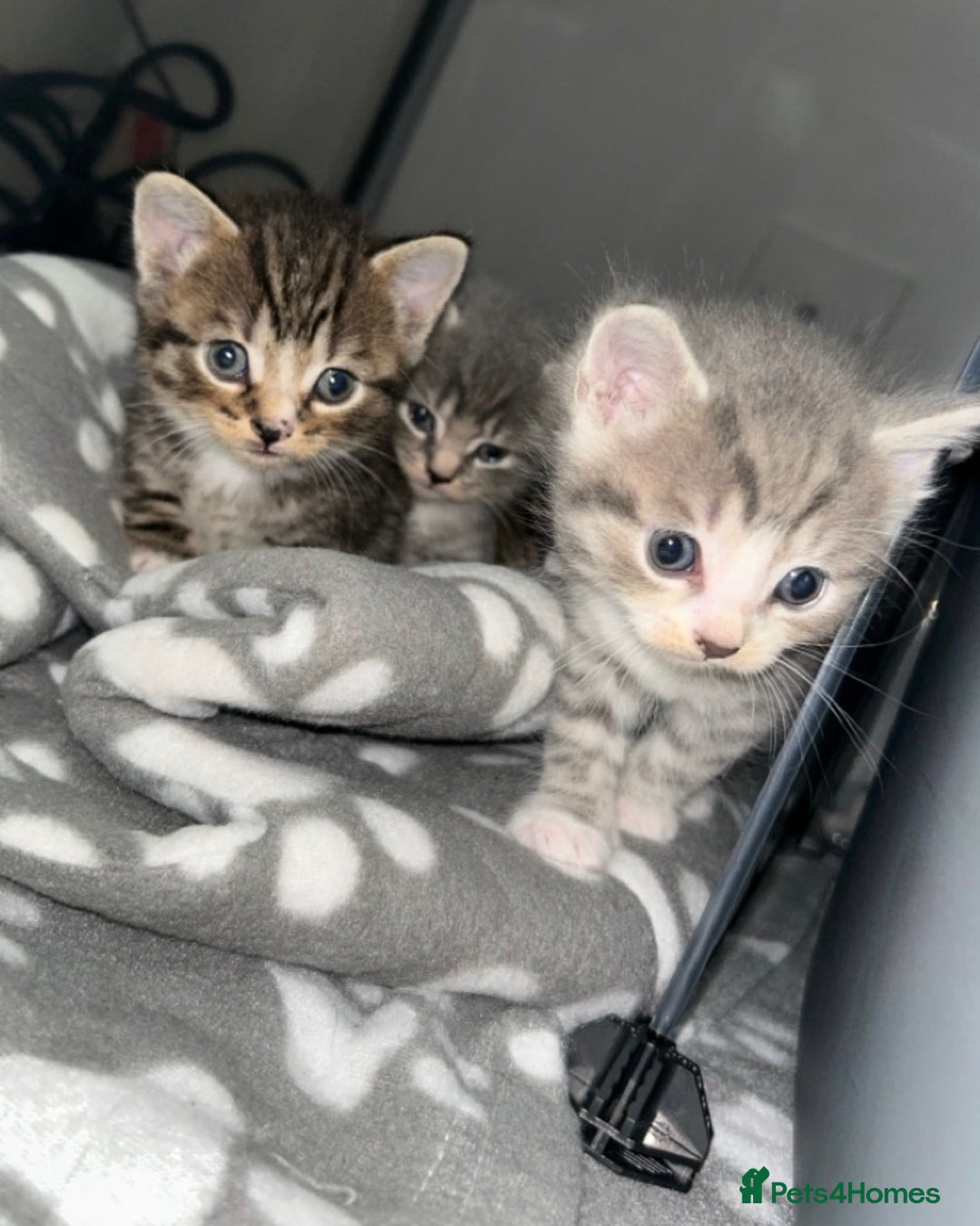Domestic Shorthair cats for sale: Grey & White Tabby (DSH)  - Image 5
