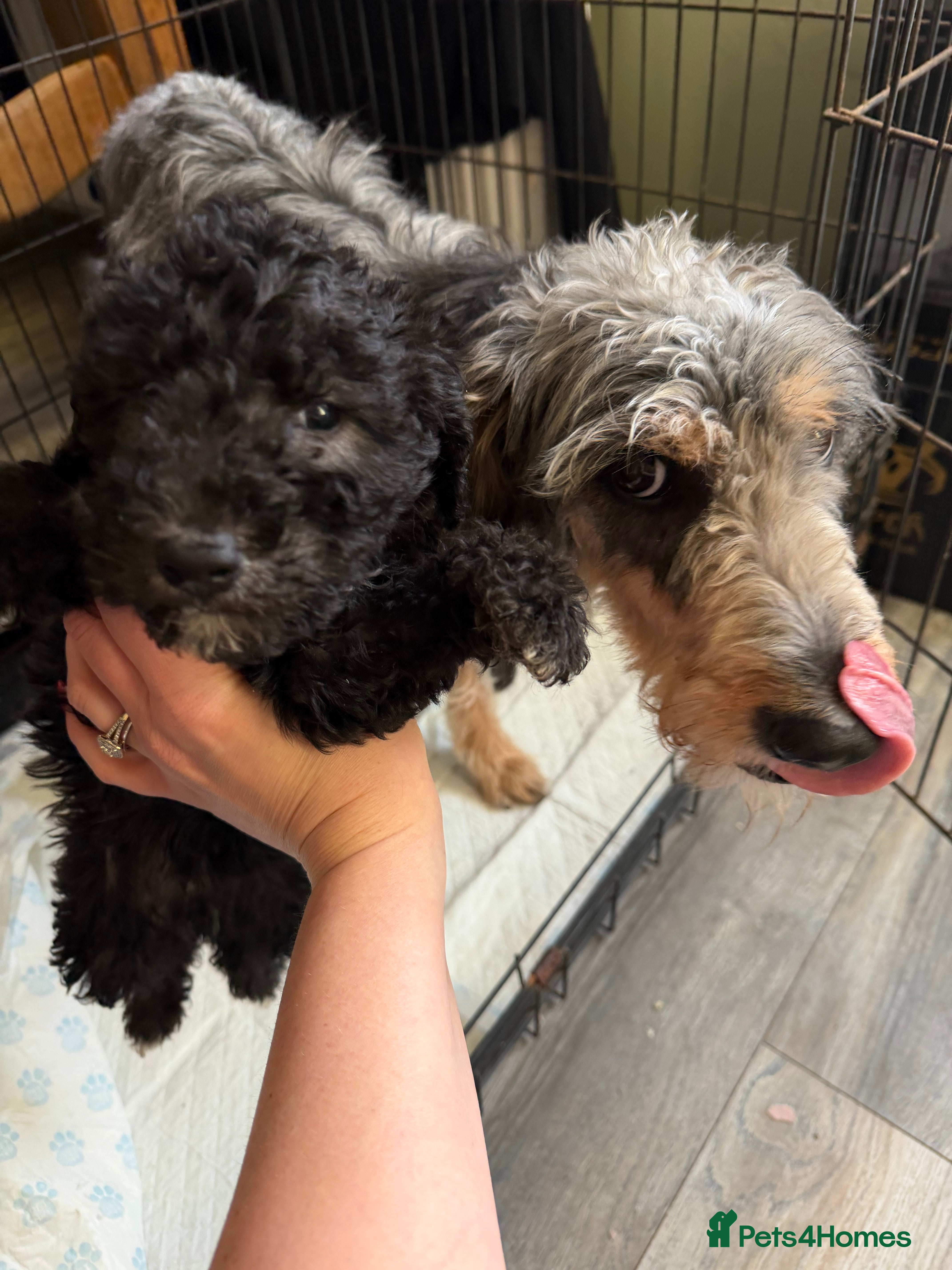 Mixed Breed dogs Bedlington terrier/collie whippet mix  - Advert 4