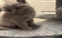 British Shorthair cats for sale: British blue shorthair  - Image 3
