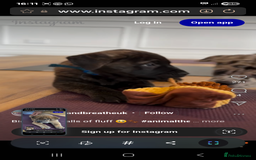Mixed Breed dogs for sale: Mixed breed chow chow /great dane mastiff  - Image 3