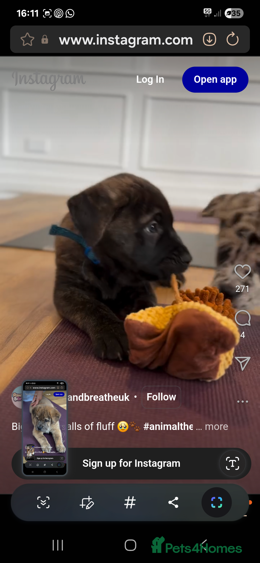 Mixed Breed dogs for sale: Mixed breed chow chow /great dane mastiff  - Image 3