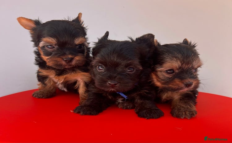 Yorkshire Terrier dogs - Advert 8