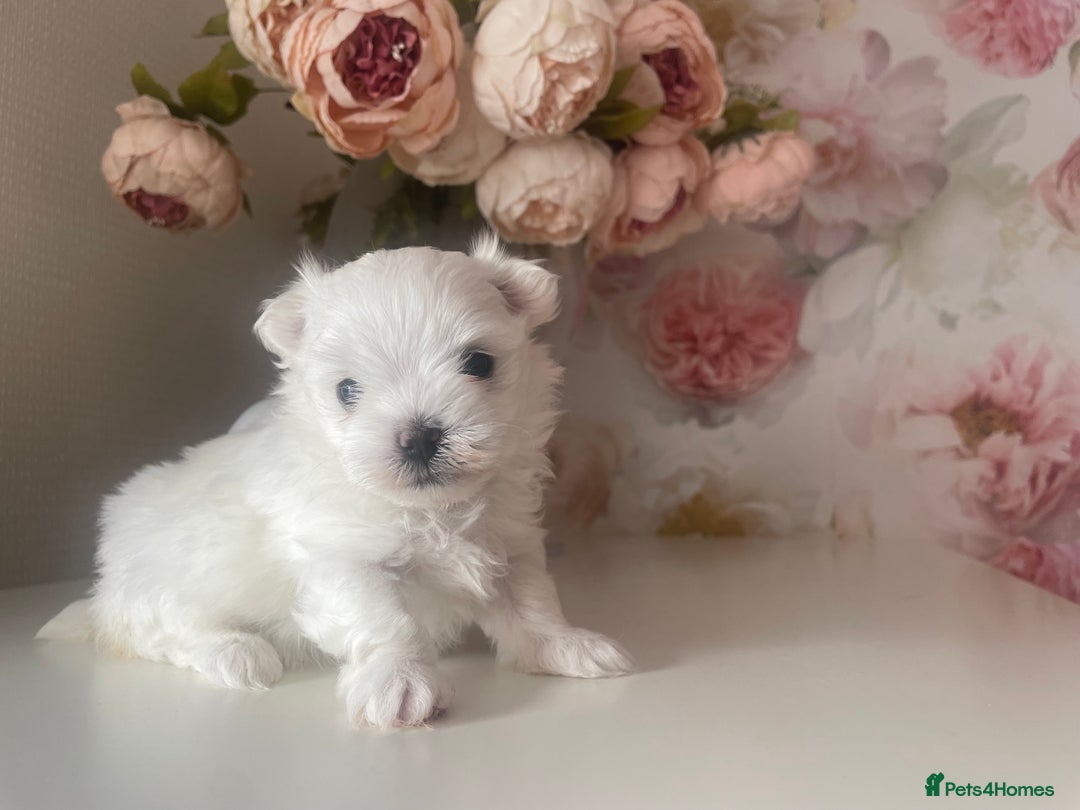 Maltese dogs for sale: Tiny Maltese Girl – Kennel Club Reg. - Image 2