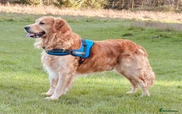 Golden Retriever dogs for sale: 🤍🧸 KC Pure Pedigree Home Raised GR Puppies - Image 10