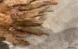 Cavapoo dogs for sale: CAVAPOOS  - Advert 8