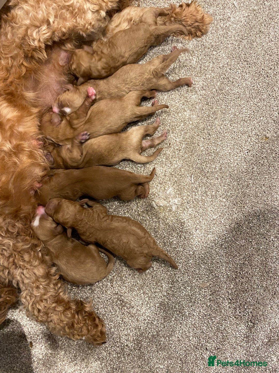 Cavapoo dogs for sale: CAVAPOOS  - Advert 8