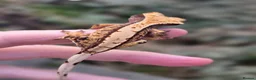 Gecko reptiles for sale: Various crested geckos - Advert 17