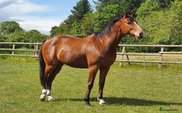 Other Breed horses for sale: 15.1 Welsh x thoroughbred  - Image 1