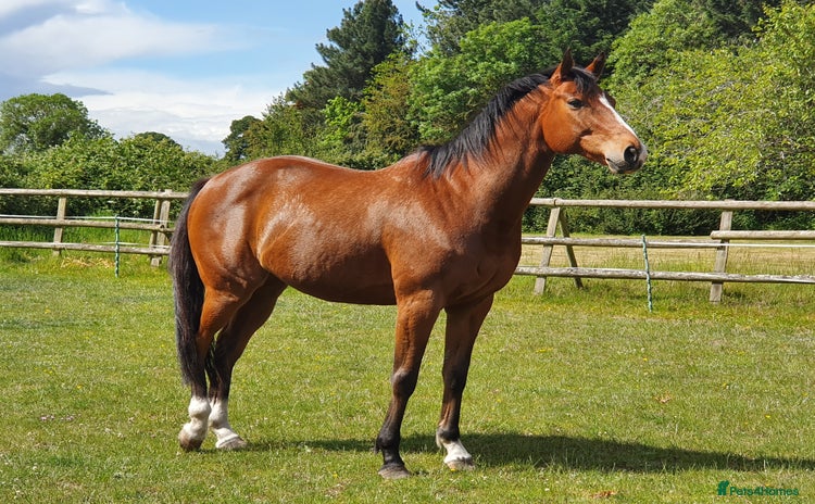 Other Breed horses - Advert 1