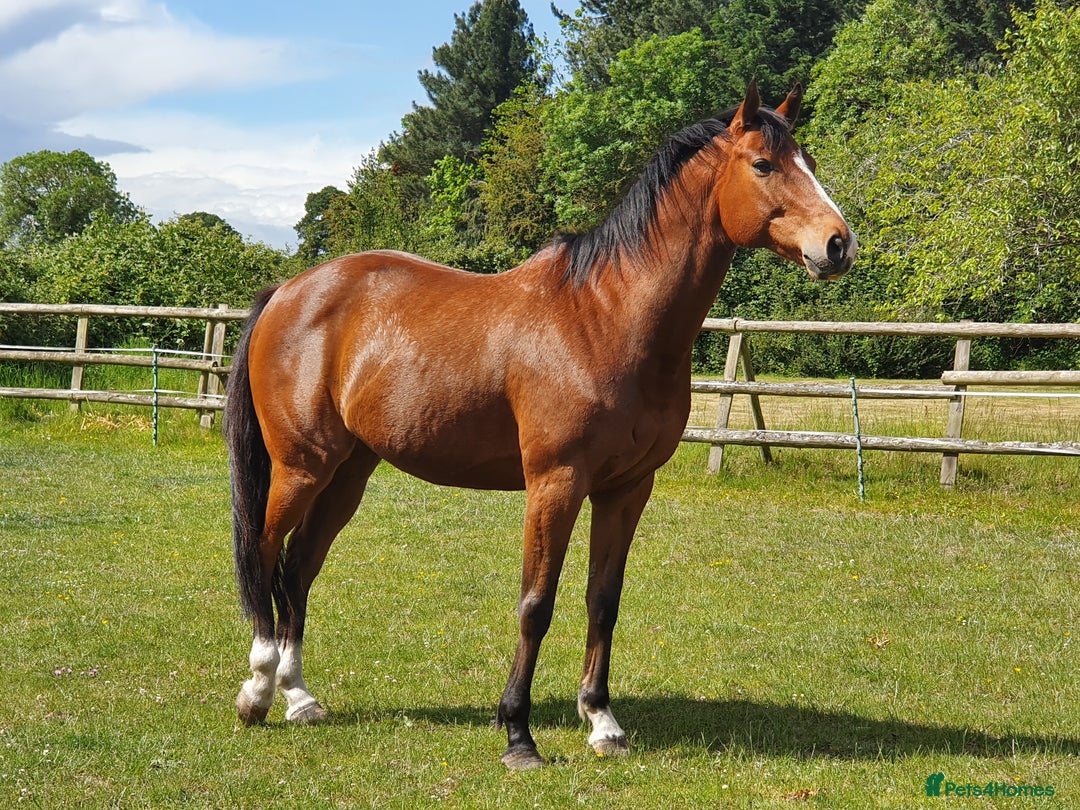 Other Breed horses for sale: 15.1 Welsh x thoroughbred  - Image 1