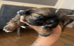 Shih Tzu dogs for sale: Cream and chocolate imperial shih tzu pups - Image 19