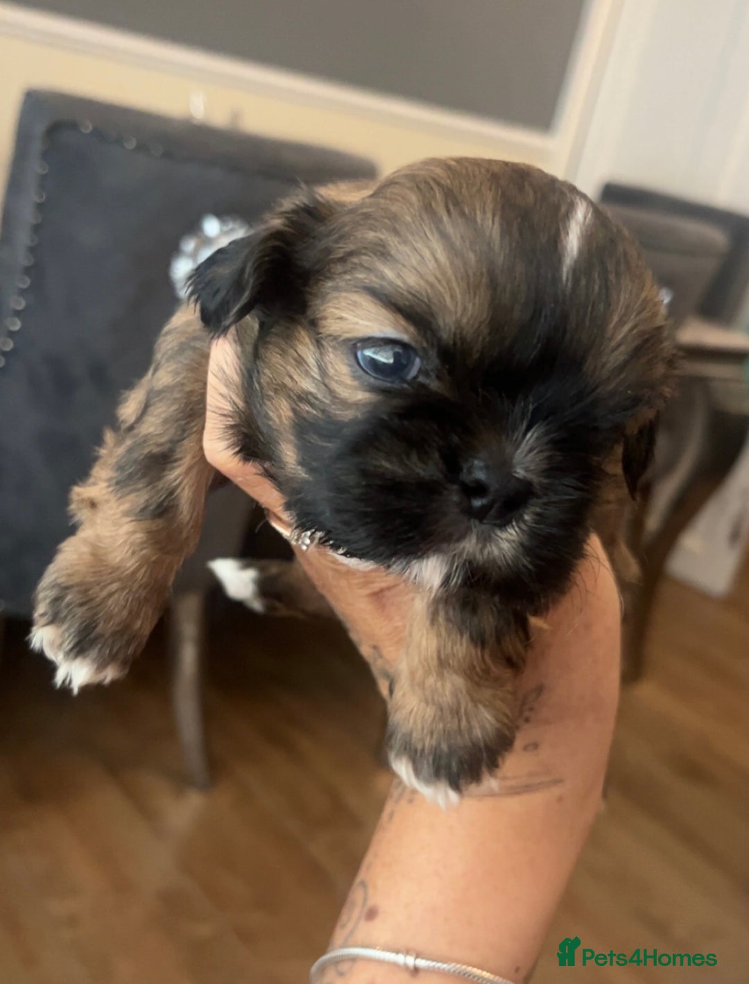 Shih Tzu dogs for sale: Cream and chocolate imperial shih tzu pups - Image 19