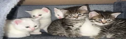 Siberian cats for sale: Five Siberian mixed kittens in Slough - Advert 3