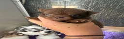 Pomchi dogs for sale: Pomchi boys and girls - Advert 5