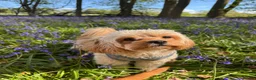 Cavapoochon dogs for sale: Cavapoochons fully health tested parents  - Advert 8