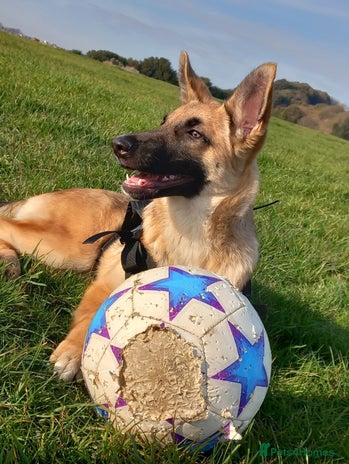 Mixed Breed dogs - Advert 1