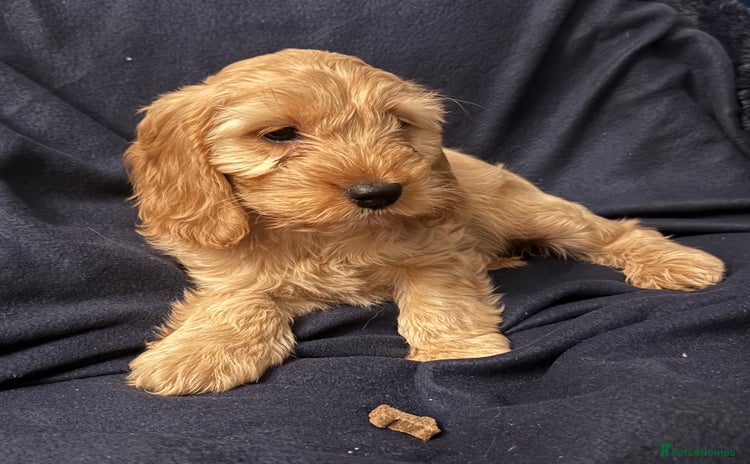 Cockapoo dogs - Advert 12