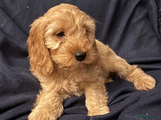 Cockapoo dogs MINIATURE COCKAPOO PUPPIES RUBYS & GOLDEN - Advert 2