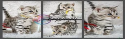 Bengal cats for sale: Stunning Silver Snow ❄️ Bengal Kittens  - Advert 9