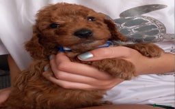 Cockapoo dogs for sale: Red cockapoo puppies - Image 11