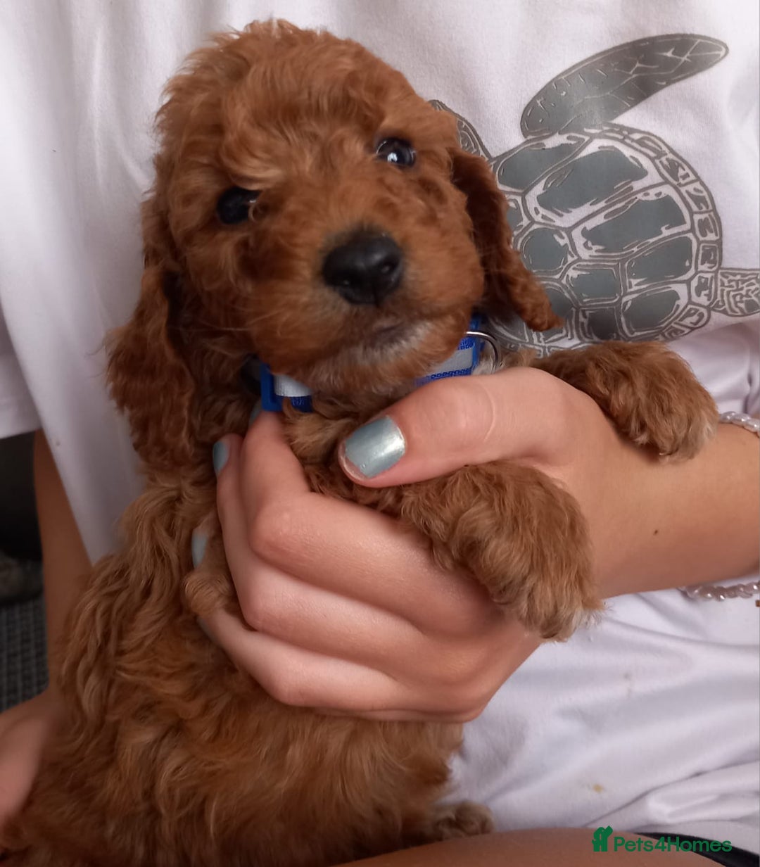 Cockapoo dogs for sale: Red cockapoo puppies - Image 11